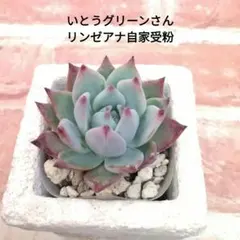 2026年最新】リンゼアナ いとうぐりーんの人気アイテム - メルカリ
