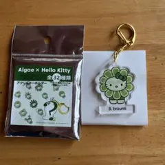 2026年最新】ボツリオコッカスの人気アイテム - メルカリ