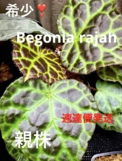 希少！Begonia rajah ベゴニア　ライア　原種のサムネイル