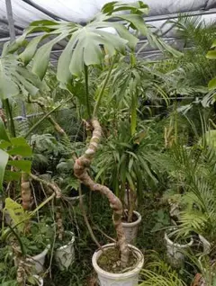 【超大株】モンステラ デリシオーサ 福助 75cm 穴多数 極美株 大型葉 希少 超大株】モンステラ デリシオーサ 福助 80cm 穴多数 極美株 大型葉
