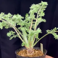 la shop様 リクエスト 2点 まとめ商品