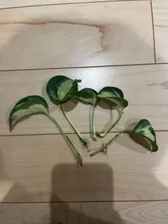 ［現品］【希少】50番　ポトス　ステータス　7号　フェンス仕立て　観葉植物　レア 現品］【希少】50番 ポトス ステータス 7号 フェンス仕立て 観葉