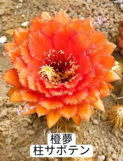 3*8様 101-紅梅 超人気 花サボテン メディオロビビア カキコ - メルカリ