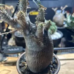 no name様 リクエスト 2点 まとめ商品