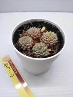 あ*こ様 ミックスベリア　おらいさん苗　ちょこん　抜き苗　札は付きません