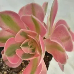 アエオニウム♥ピンクウィッチ♥多頭株♥抜き苗♥ちょっとちいさめのサムネイル