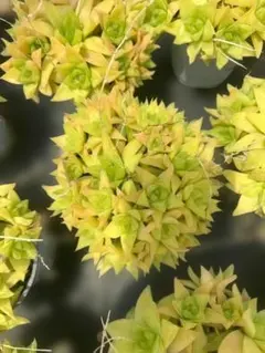 Top【選抜株】多肉植物 25767ラブリーローズ薬錦 10個 鉢無し - メルカリ