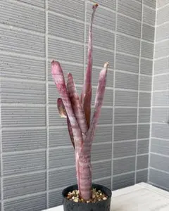 ビルベルギア オビワン② 大きめ 抜き苗 タンクブロメリア 観葉植物