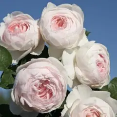 タイプS人気品種 淡いタイプSバラ苗 挿し木苗