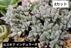 多肉植物 ルスキア インデュラータ カット苗3カット