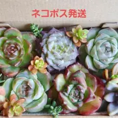 韓国苗　100苗セット　カット苗　【メルカリ便発送】多肉植物　詰め合わせ 2 多肉植物 多肉弁当 詰め合わせ 寄せ植え セット 韓国苗 カット