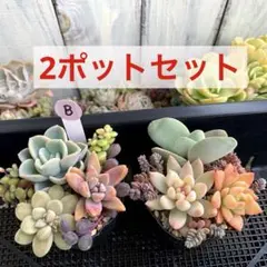②多肉植物【カット苗2ポットセットB】寄せ植え　エケベリア