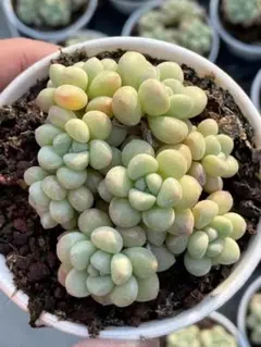 まろのん様 リクエスト 4点 まとめ商品