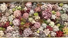 多肉植物 寄せ植えカット苗セットv