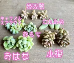 つぶつぶ屋交配 おはな おもち 小梅 わたあめの葉挿し おまけ付き！カット苗のサムネイル