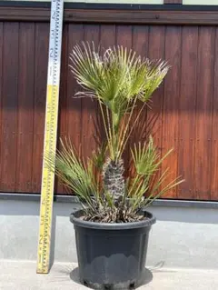 2026年最新】チャメロプスの人気アイテム - メルカリ