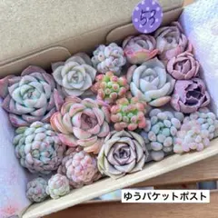 Raruchia様 リクエスト 2点 まとめ商品