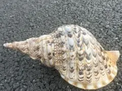 2025年最新】法螺貝の人気アイテム - メルカリ