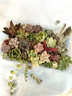 多肉植物　♡カラフル寄せ植えセット♡