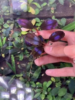 ブセファランドラ ブラックパープルセット 2025年最新】ブセファランドラ ブラックの人気アイテム - メルカリ