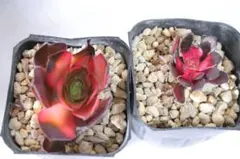 み*ー様 アエオニウム2品種セット「魅金ローズ（Red）&Black Candy