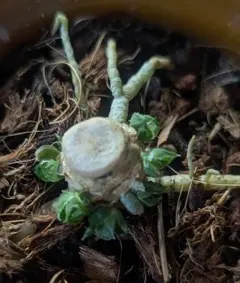 多肉植物 ハオルチア ドドソン紫オブツーサ 胴切りの下のサムネイル
