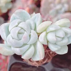 372 【メルカリ便発送】　多肉植物　韓国苗　ヒューミリス　安心の根付き苗♡