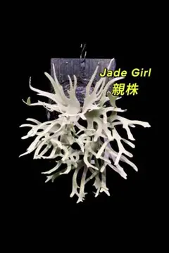2026年最新】jade girlの人気アイテム - メルカリ
