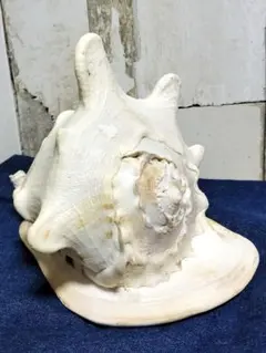 2026年最新】法螺貝の人気アイテム - メルカリ