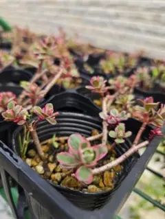 A 多肉植物 セダム ☆トリカラー☆ 抜き苗 - メルカリ
