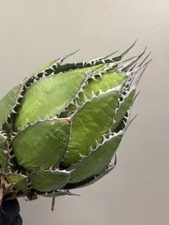 232 アガベ “ホリダ ”極上株 極上強刺 Agave horrida - メルカリ