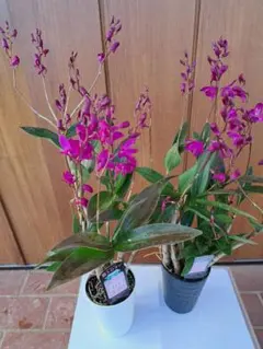 香りのラン　ギンギアナム　二鉢　こっすー様専用です。