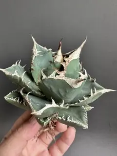 アガベ　SAD ☆低重心☆超強棘美株☆タグ付き☆抜き苗 アガベ SAD ☆低重心☆超強棘美株☆タグ付き☆抜き苗 アガベsad