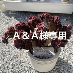 2025年最新】アエオニウム綴化の人気アイテム - メルカリ