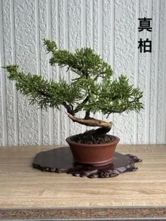 黒松　石付き　小さくてかっこいいです 黒松 石付き 小さくてかっこいいです - メルカリ