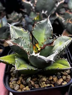 AGAVE OTEOIウリエル実生株 選抜株 2025年最新】ウリエル実生の人気アイテム - メルカリ