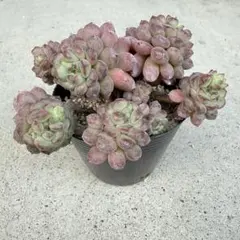 ❀るなこむ❀様 リクエスト 2点 まとめ商品