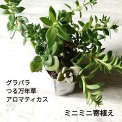 3種のミニミニ寄植え　グラパラ　つる万年草　アロマティカス　#9