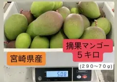 沖縄　摘果マンゴー　グリーンマンゴー　10kg 沖縄 摘果マンゴー グリーンマンゴー 10kg - メルカリ