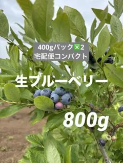 아침에 수확한 신선한 블루베리 800g (400g ❎ 2)