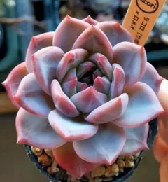 2026年最新】サボテン相談室の人気アイテム - メルカリ