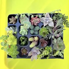 多肉植物　セダム　エケベリア　セット　カット苗
