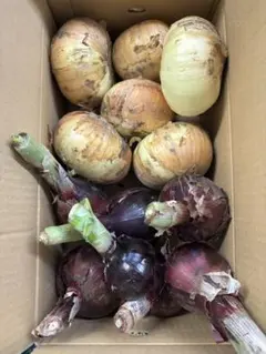 農薬不使用野菜 赤玉ねぎ　新玉ねぎ　箱込み5.5キロのサムネイル