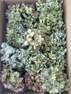 紫陽花 ドライフラワー 北海道産 60サイズ L ① - メルカリ