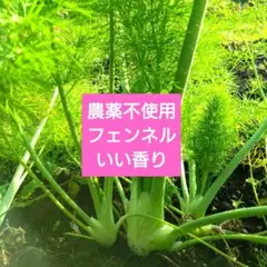 無農薬 フェンネルハーブ 香味・薬味野菜 15〜20センチ10本 - メルカリ