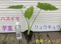 2025年最新】ハスイモの人気アイテム - メルカリ