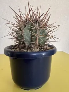 エキノカクタス INGENS SUPER STRONGSPINES - メルカリ