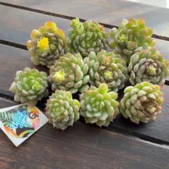 リトルレッドボート(G) 10苗セット　韓国苗　カット苗　寄せ植えに！