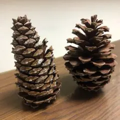 大きいサイズ 缶