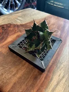 アイアン植物台座 マットブラック 塊根植物 アガベ 多肉 観葉植物用